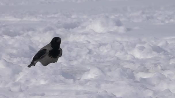 Un cuervo gris despegó de un campo nevado — Vídeo de stock