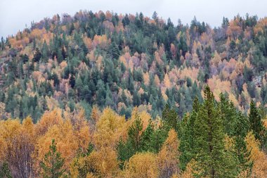 Sakin bir sonbahar. Boreal kozalaklı ormanlarında sonbaharın ortasında huş ağacı ve kavak ağacı karışımı ile. İskandinavya, Laponya