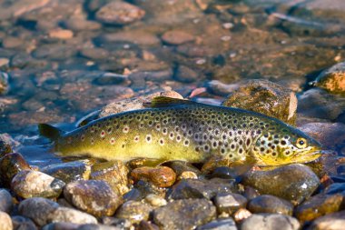 Güzel kupa. Kahverengi alabalık (Salmo trutta fario) tarafından yakalanan çakıl taşları üzerinde suyun içinde