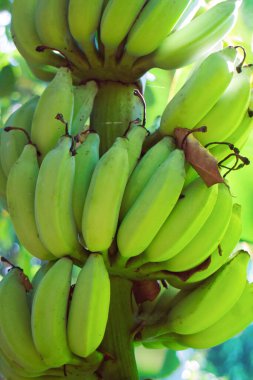 Çiğ muz ve çiğ çiftlik meyve bahçesi..