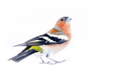 Avrupa 'nın en yaygın kuşu, orman kuşu, ispinozlar, kalın gagalı, granivorlu kuşlar. Beyaz arka planda parlak üreme tüyleri olan erkek.