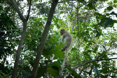 Kurak mevsimde Hint makak sürüsü. Ağaçlarda yaşayan bir kadının tasviri.