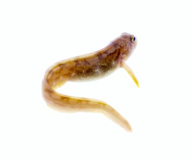 Balıklar beyaz arka planda kıvrılır. Farklı pozlarda çok çekici bir hayvan.