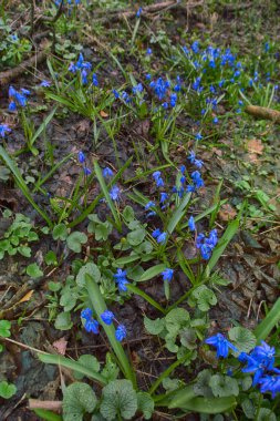Bahar çiçekleri, ilk açan, fani, bulbiferöz bitkiler. Sibirian squill, civa (Scilla siberica). Kafkasya 'nın Karadeniz kıyısında kar damlaları. Hasat nesnesi, çok yıllık bitki, orman bitkisi.