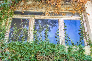 Doğa uzaya geri döndü. Evin penceresi orman bitkileriyle kaplanmış.