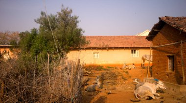 Hindistan 'da ikamet ediyor. Dokunulmaz Palm kulübesi, köyün dışındaki Harijan. Bahçe bitkileri, palmiye ağaçları, kırma köpekler, çatal bıçaklar. Çok egzotik.
