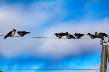 Kukuletalı kargalar (Corvus cornix) da göçmen kuşlardır - elektrik telleri üzerinde dinlenen karga sürüsü. Tüylerin konforlu durumu