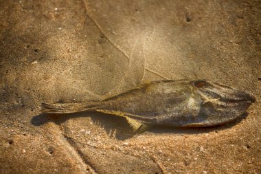 Arap Denizi kıyısında (Goa ve Kerala) yengeç, balık ve deniz kabuğu toplayabileceğiniz harika plajlar. Balık - tetikleyici balık