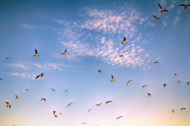 Mavi gökyüzü ve çarpıcı yün bulutu (altocumulus bulut) ile eğlenirken birçok uçan kuş. Siyah başlı martı (Larus ridibundus)
