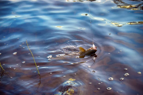 Spinning Fishing Lockangeln Forellen Den Seen Skandinaviens Bachforellen Steelhead Regenbogenforelle — Stockfoto