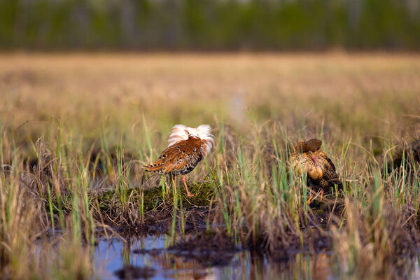 Pugnacious handsome 4. Ultimate fighting. Sandpipers (waders) ruffs (Philomachus pugnax, males) fight in swamp against background of lake and forest