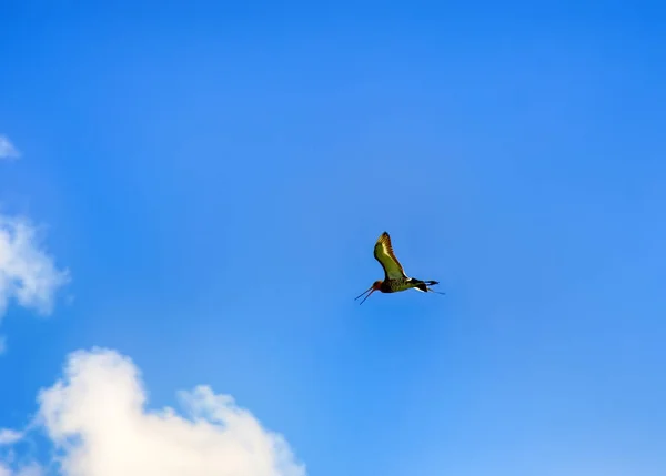 Erstaunlicher Vogel Uferschnepfe Steinregenpfeifer Limosa Limosa Kuriosität Nase Und Beinlänge — Stockfoto
