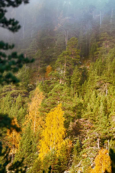 Herbst Bergwald Mit Vergilbtem Laub Und Nebel Nebelwald — Stockfoto