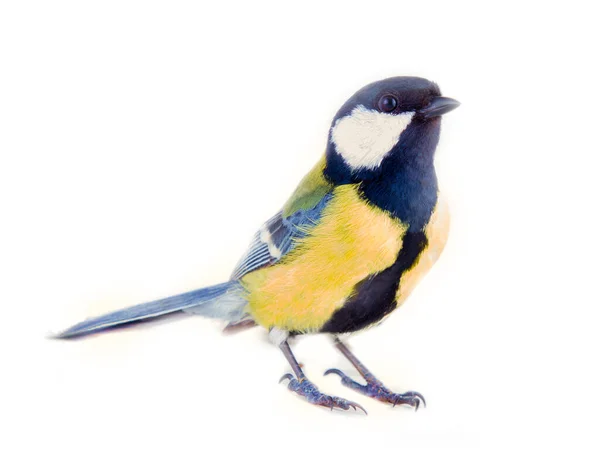 Great Tit Favorite Bird Citizens Europe Feeding Birds Refers Tits — Stock Fotó