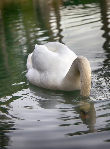 Mute Swan Sade Vackraste Regal Fågel Eftersom Det Effektivt Avslöjar — Stockfoto