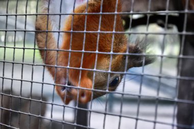 Hayvanat bahçesindeki tüylü sincap. Kalabalık koşullarda hayvan, parmaklıklar ardında beslenir.