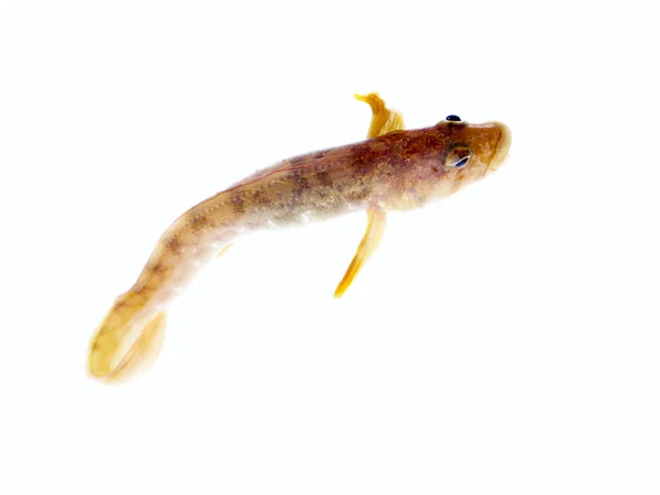 Balıklar Beyaz Arka Planda Kıvrılır Farklı Pozlarda Çok Çekici Bir — Stok fotoğraf