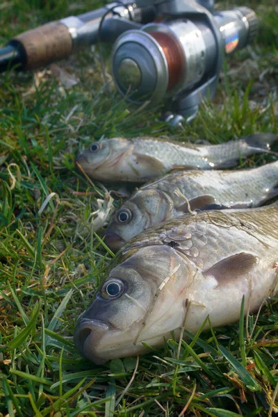 Angeln Nach Weißkarpfen Preußischem Karpfen Karausche Nordteichen Fische Mittelgroß Und — Stockfoto