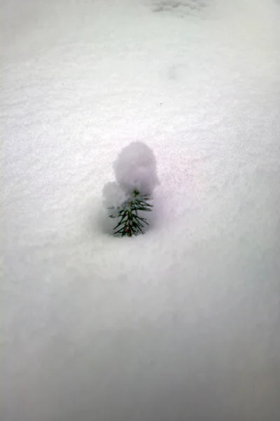 Rostliny Sněhu Jednoduchá Krása Přírody Zimě Sněžení — Stock fotografie
