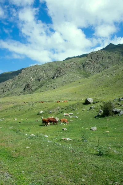 Vacas Las Montañas Altai Pastando Rebaño Animales Granja — Foto de Stock