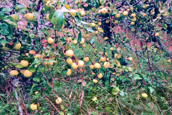 Look Wild Edible Apples Garden Ripe Apples Farmers — Stock Photo, Image