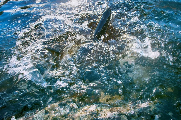スカンジナビアの湖での回転釣り ルアー釣り 回転するスピナーに釣られたブルックマス スチールヘッド レインボー トラウト チャー トラウト カットノート ラックス — ストック写真