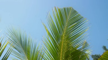 Çin hayranı. Genç hindistan cevizi ağacının ağları rüzgarda titreyen güzel titreşimler. Hindu ilahisi duydum.