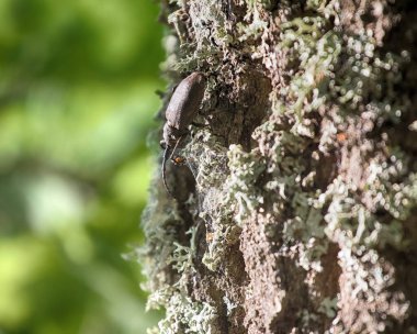 Meşe üzerinde sürünen uzun boynuzlu böcek - güçlü böcek ve sert ağaç kabuğu