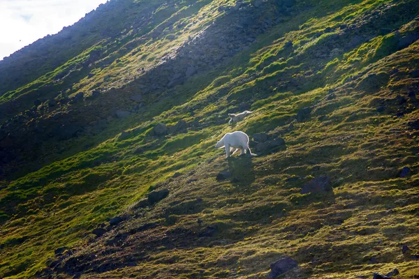 Familia Osos Polares Isla Northbrook Franz Josef Land Cachorro Muy — Foto de Stock