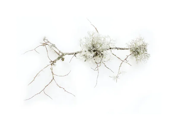 Téli Kerti Elemi Virágkompozíciók — Stock Fotó
