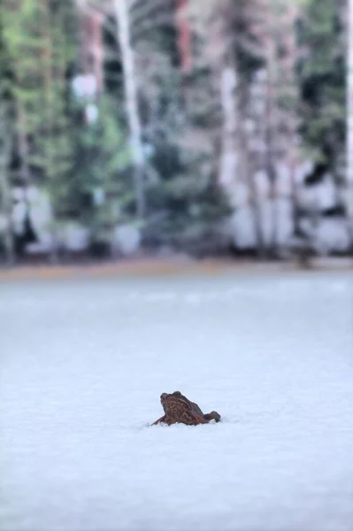 Żaba Rzuca Wyzwanie Brązowa Żaba Obudziła Się Migruje Zimowiska Przez — Zdjęcie stockowe