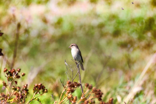 红背虾 Lanius Collurio Juv 栖息在栖息地 在草地上捕食昆虫 — 图库照片