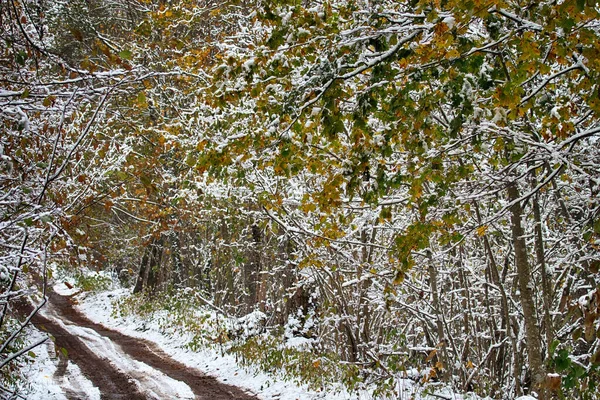 冬天开始时的森林道路和小径 从秋天过渡到冬天 雪落在黄色的树叶上 覆盖着雪地 车辙和人的痕迹 — 图库照片