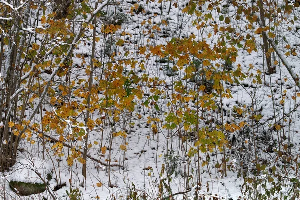 冬天来了 第一场雪 湿雪落在黄叶黄树上 湿雪落在表面 黄枫树落在雪地的背景上 从秋天突然过渡到冬天的美丽 — 图库照片