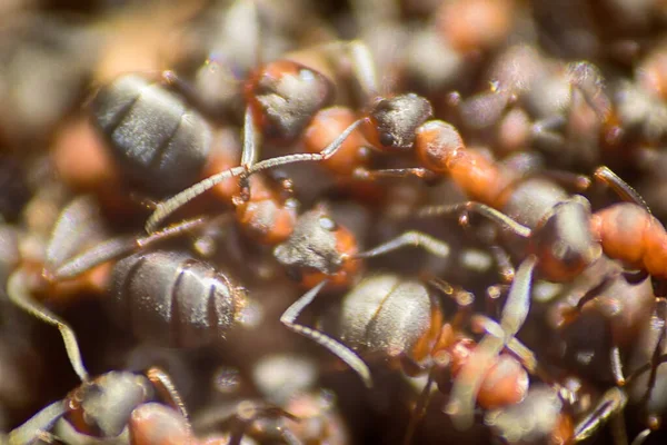 Fourmis Déplaçant Dans Fourmilière Marco Nombreux Insectes Fond — Photo