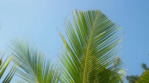 Китайський Вентилятор Вітрі Мерехтить Павутиння Молодого Кокосового Дерева Чув Індуський — стокове фото