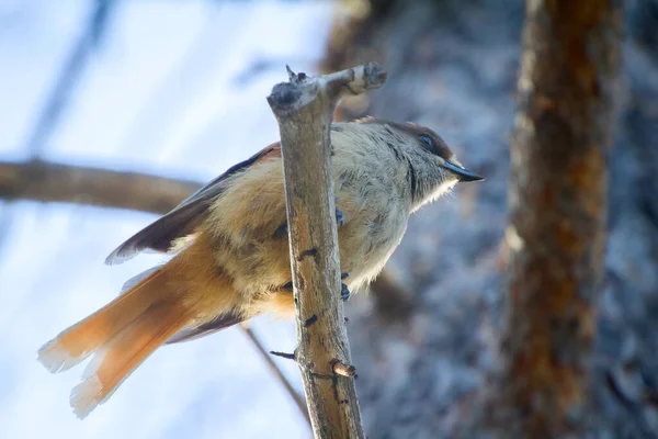 Pájaro Taiga Típico Arrendajo Siberiano Perisoreus Infaustus Adulto Comportamiento Confianza — Foto de Stock