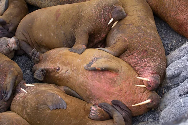 Vida Morsas Atlánticas Los Lugares Acarreo Sumo Sueño Pequeños Conflictos —  Fotos de Stock