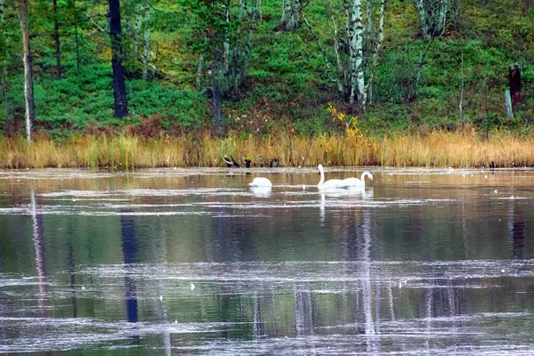 Sample of elegance and pure beauty. Autumn migrating whooper swan (Cygnus cygnus) stopped for rest and feeding on river