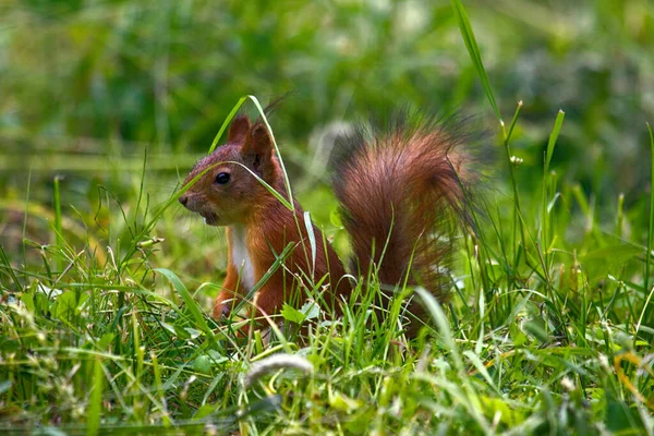 Squirrel Forest Lawn Grass — Stock Photo, Image