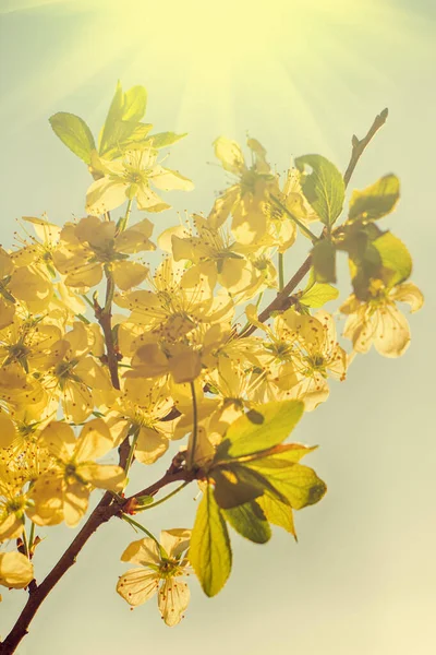 Spring Apple Orchard Blooming Flowers Bright Sun Shine Background — Stock Photo, Image