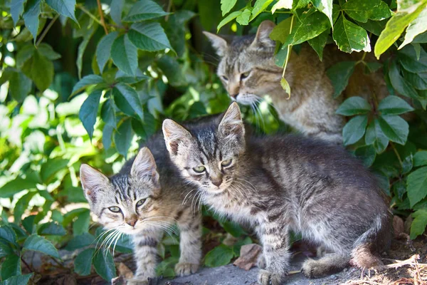 Katt Och Kattungar Vanliga Raser Vild Färg Herrelösa Katter Gatan — Stockfoto