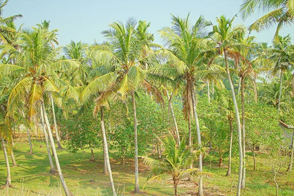 Projekt Ogrodu Mały Ogród Kokosowych Drzew Dziedzińcu Indyjskiego Domu — Zdjęcie stockowe