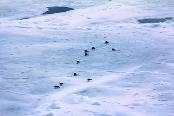 Kittiwakes Una Las Pocas Especies Aves Que Vuelan Polo Norte —  Fotos de Stock