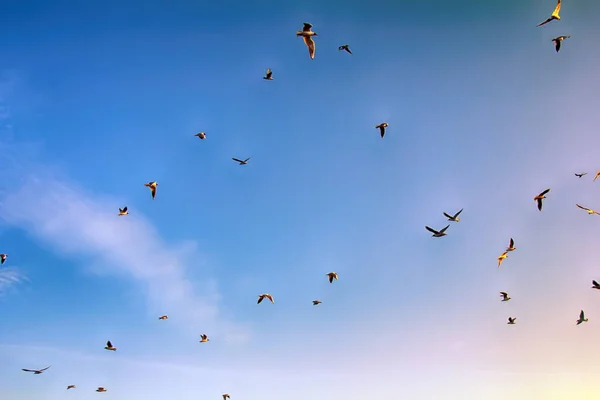Mnoho Létajících Ptáků Ozářených Západem Slunce Zatímco Modrá Obloha Racek — Stock fotografie