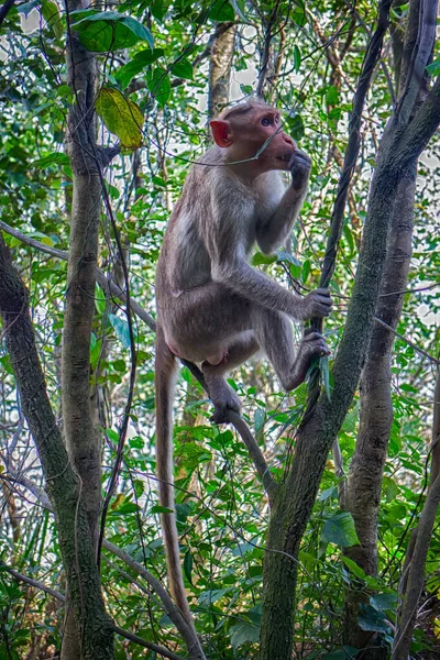 Macaques Indiens Saison Sèche Illustration Une Femelle Arboricole — Photo