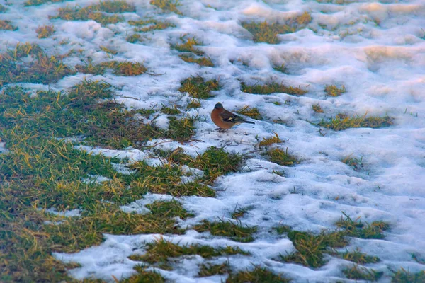 Ora Primavera Primeiros Pássaros Vieram Alimentaram Manchas Descongeladas Chaffinch Coelebs — Fotografia de Stock