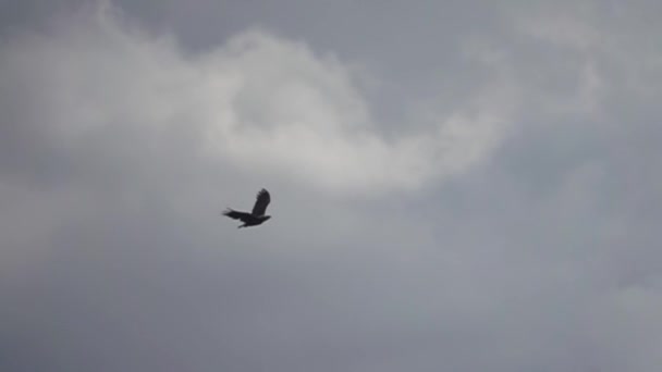 Águila pescadora voladora - águila pescadora — Vídeos de Stock