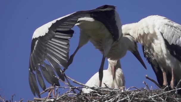 Drie witte ooievaar kuikens in het nest. — Stockvideo