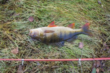 Balık tutarken büyük bir levrek yakaladım. Balık oltaya takıldı.